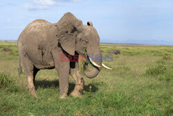 Kenia, Park Narodowy Amboseli