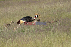 Kenia, Park Narodowy Amboseli