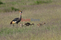 Kenia, Park Narodowy Amboseli