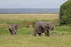 Kenia, Park Narodowy Amboseli