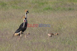 Kenia, Park Narodowy Amboseli