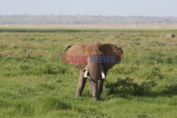 Kenia, Park Narodowy Amboseli