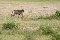 Kenia, Park Narodowy Amboseli