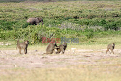 Kenia, Park Narodowy Amboseli