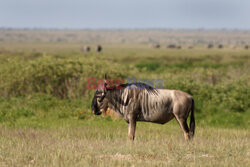 Kenia, Park Narodowy Amboseli