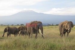 Kenia, Park Narodowy Amboseli