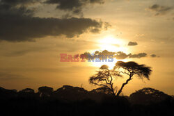 Kenia, Park Narodowy Amboseli