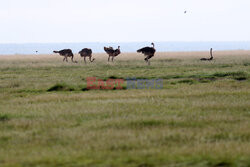 Kenia, Park Narodowy Amboseli