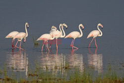 Kenia, Park Narodowy Amboseli