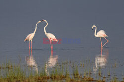 Kenia, Park Narodowy Amboseli