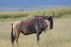 Kenia, Park Narodowy Amboseli