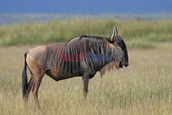 Kenia, Park Narodowy Amboseli