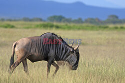 Kenia, Park Narodowy Amboseli