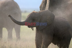 Kenia, Park Narodowy Amboseli