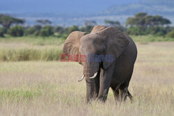 Kenia, Park Narodowy Amboseli