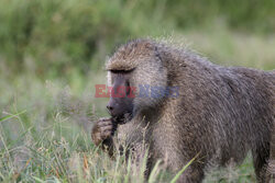 Kenia, Park Narodowy Amboseli