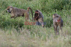 Kenia, Park Narodowy Amboseli