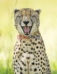 Zadowolony gepard