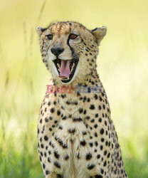 Zadowolony gepard