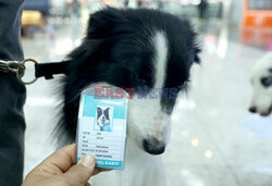 Psy terapeuci  na lotnisku w Stambule