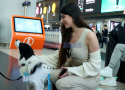 Psy terapeuci  na lotnisku w Stambule