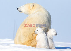 Niedźwiadki polarne z matką