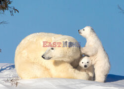 Niedźwiadki polarne z matką
