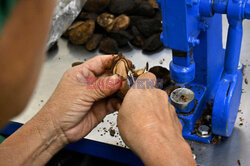 Uprawa orzechów brazylijskich w Boliwii - AFP