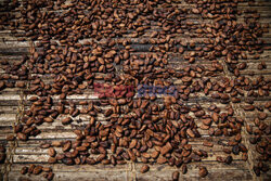 Przez wysokie ceny kakao biznes czekoladowy staje się nieopłacalny