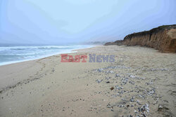 Miliony niebieskich meduz na plaży w Kalifornii