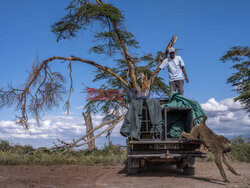 Ochrona pawianów w Kenii - Redux