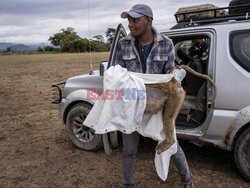Ochrona pawianów w Kenii - Redux