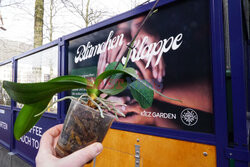 "Okno życia" dla roślin doniczkowych w Hamburgu