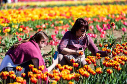 Pole tulipanów w okolicy Mediolanu