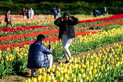 Pole tulipanów w okolicy Mediolanu