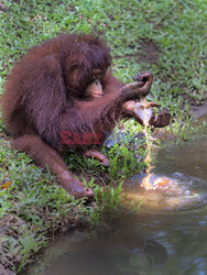 Orangutany chłodzą się w wodzie