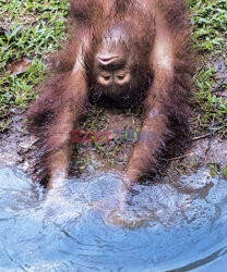 Orangutany chłodzą się w wodzie