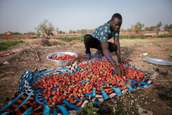 Zbiory truskawek w Burkina Faso