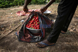 Zbiory truskawek w Burkina Faso