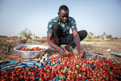 Zbiory truskawek w Burkina Faso