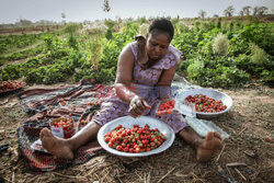 Zbiory truskawek w Burkina Faso