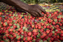 Zbiory truskawek w Burkina Faso