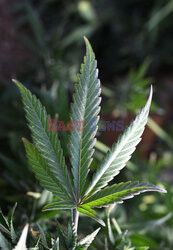 Nielegalna uprawa marihuany w Kalifornii