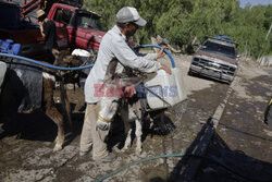 Transport wody na osłach w Meksyku