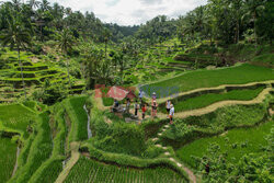 Tarasy ryżowe na Bali