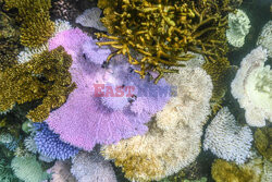 Wielka Rafa Koralowa na krawędzi wyginięcia