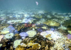 Wielka Rafa Koralowa na krawędzi wyginięcia