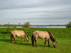 Dzikie konie w Holandii