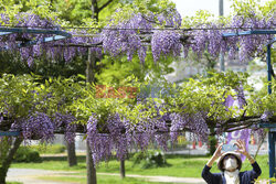 Wisteria Noda-fuji kwitnie w Osace