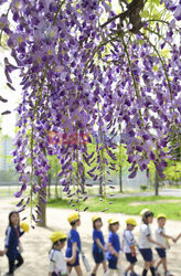 Wisteria Noda-fuji kwitnie w Osace